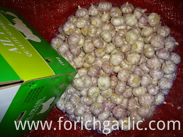 New Crop Hybrid Garlic